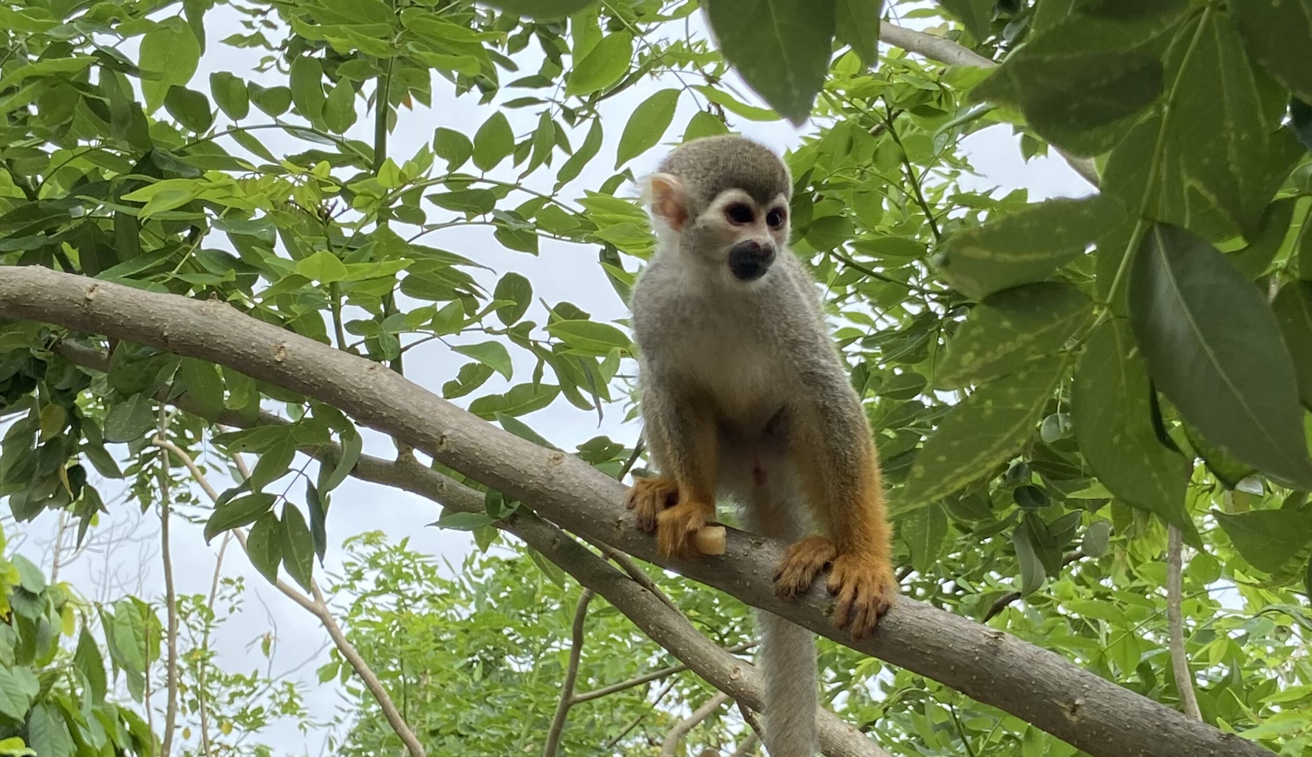 Monkeyland, un lugar ranqueado por TripAdvisor en mi lista de experiencias